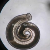 AccuElis Gnathostoma spinigerum Detection Kit