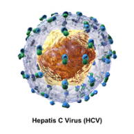 AccuSeq HCV Genotype Sequencing Kit